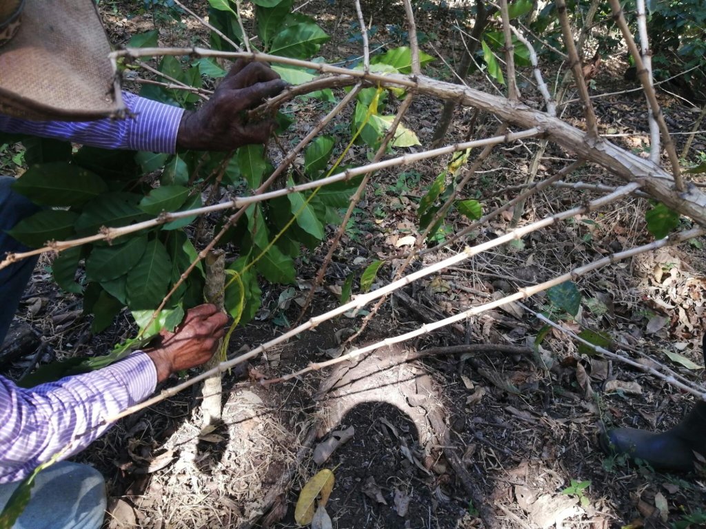 Como podar seu cafeeiro em um sistema agroflorestal