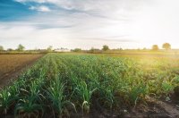 Cultivo comercial de puerros – Cómo cultivar puerros para obtener  beneficio económico