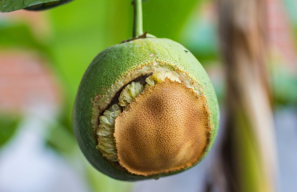 Important Citrus Diseases caused by Fungi | Wikifarmer