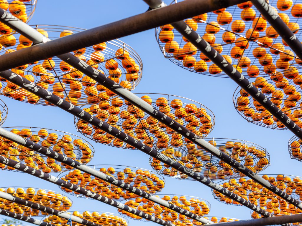 Dehydrating Fruits and Vegetables for High-Quality Export