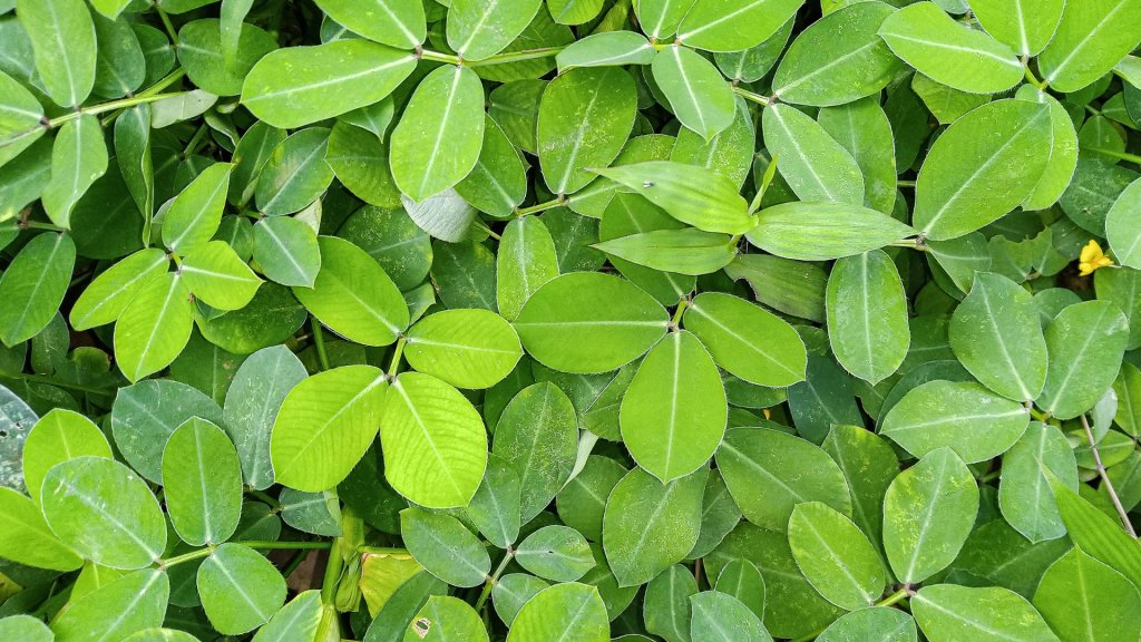मूंगफली के कीट, कीटाणु, और उनका प्रबंधन