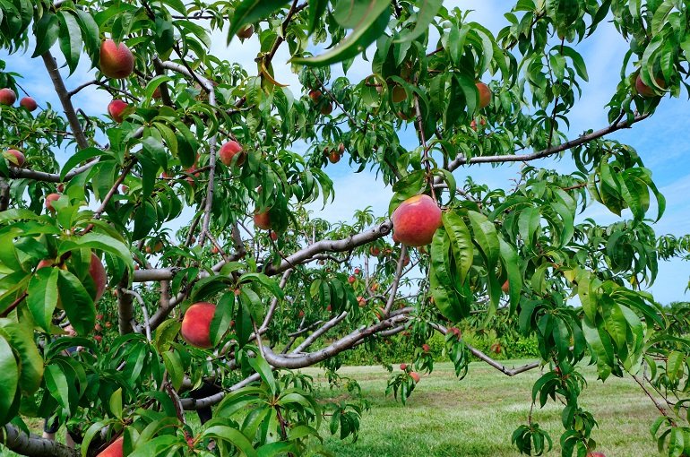 Cultivo rentable de melocotoneros – Guía de cultivo de melocotones