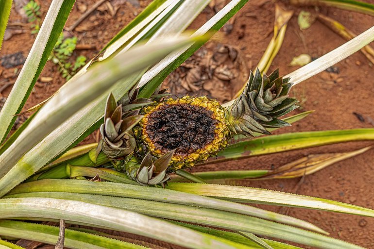 Protección de los cultivos de la piña | Wikifarmer