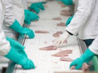 ¿Cómo controlar la salmonela en las aves de corral?