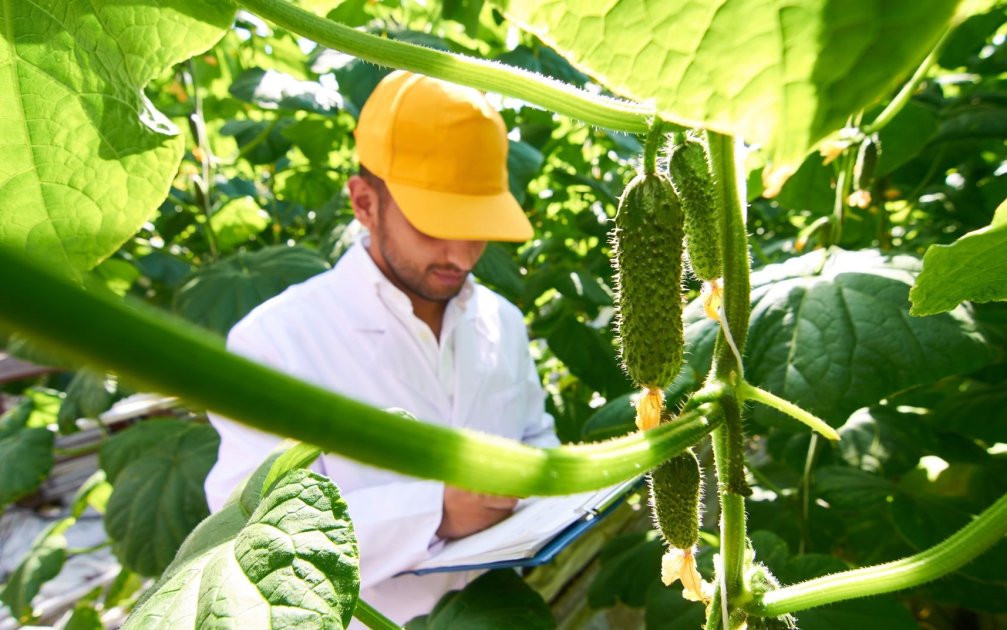 Grundsätze für die Auswahl der besten Gurkensorte Wikifarmer