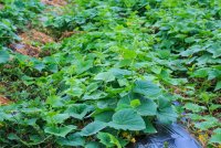 Unkrautbekämpfung im Gurkenanbau