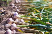 Allgemeine Informationen und Nährwert von Knoblauch