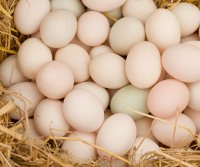 Huevos: Valor nutricional y beneficios para la salud