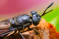 Insektenmehl in nachhaltigem Tierfutter