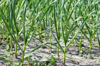 Young garlic in the garden Knoblauch Unkrautbekämpfung