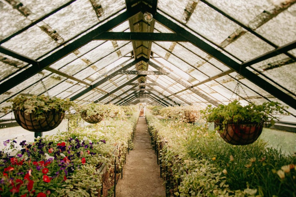 ¿Qué plantas elegir para los invernaderos urbanos en las azoteas?