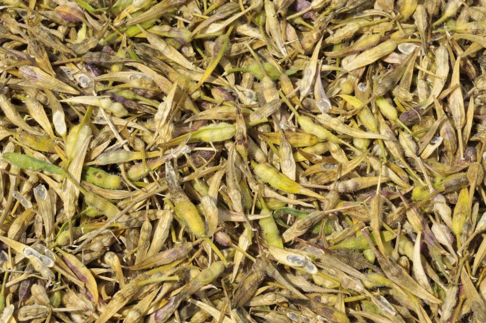Yield, Harvest, and Storage of Mustard | Wikifarmer