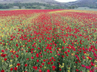 Aνθεκτικότητα ζιζανίων στα ζιζανιοκτόνα: Αίτια και τρόποι διαχείρησης