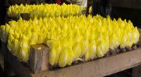 Endive and Escarole Blanching, Yield, Harvest and Storage