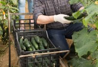 Rendimiento, recolección y almacenamiento del pepino