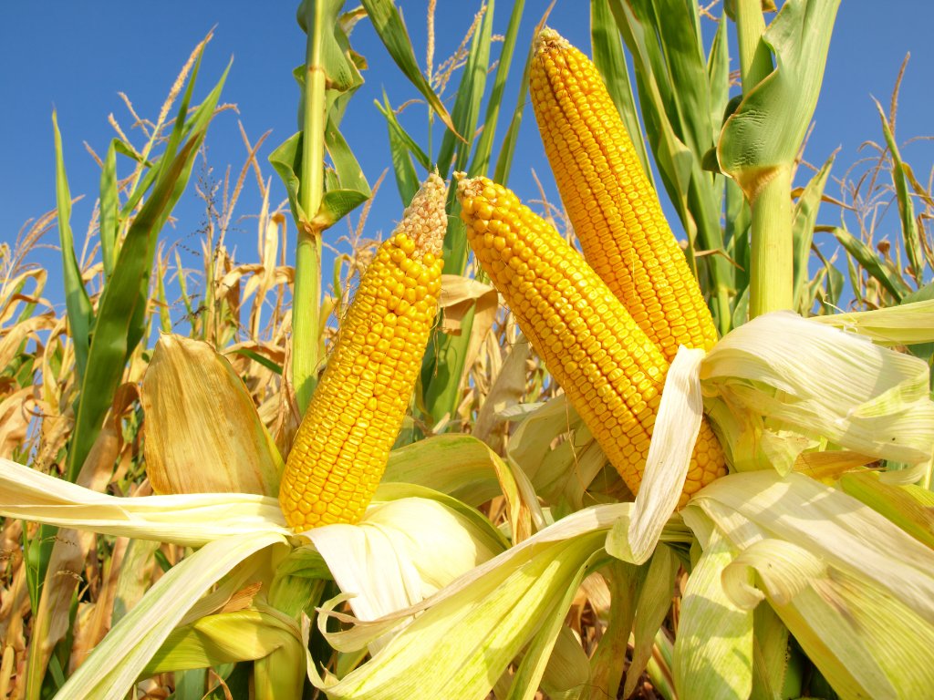 Contaminant Detection: Tools for Ensuring Food Safety