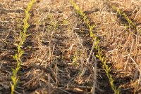 Qué prácticas y enfoques agrícolas debemos adoptar para hacer frente al cambio climático
