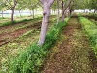 Ventajas de mantener la vegetación en los cultivos de árboles