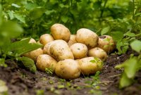 Yang manakah tanaman pangan pokok – Makanan pokok?