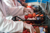 Navigating the Landscape of Food Authenticity in Agriculture