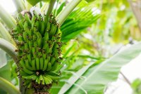 اختيار أصناف الموز