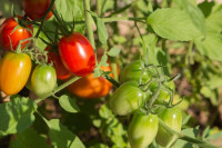 Mπορεί η βιολογική γεωργία να είναι αμιγώς φυτική (vegan);