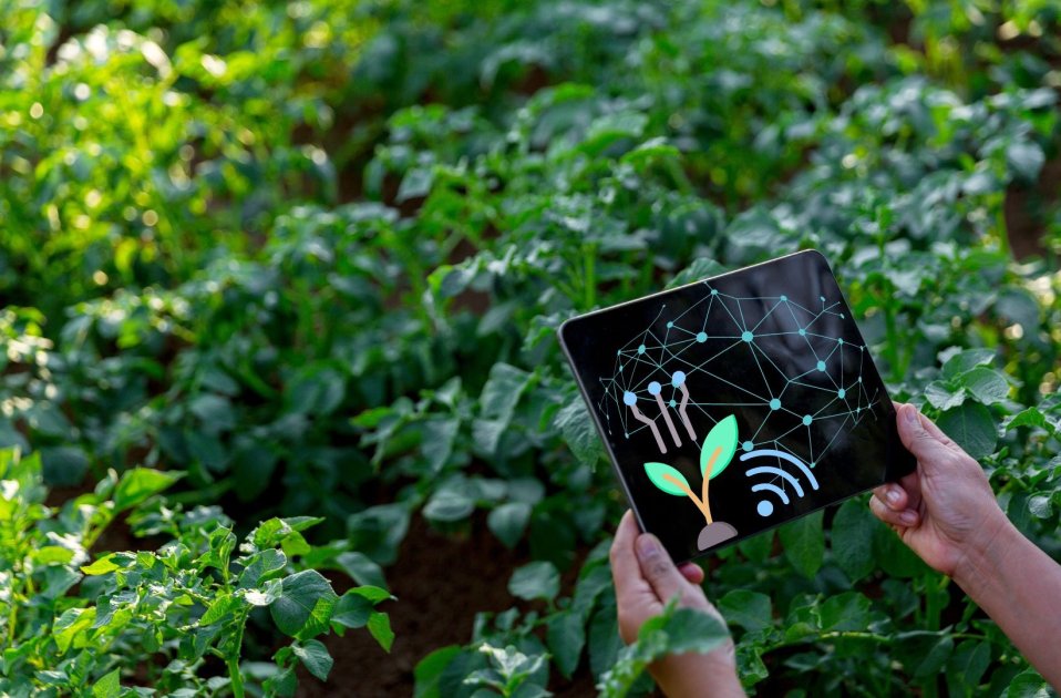 The Potential Impact of Generative AI on the Potato Industry | Wikifarmer