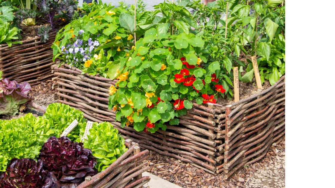 Food sovereignty and edible forests | Wikifarmer