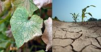 ¿Qué es el estrés biótico y el abiótico en la agricultura?