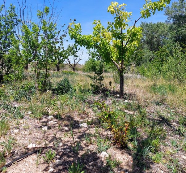 The Role of Agroforestry Systems in Increasing Water Availability
