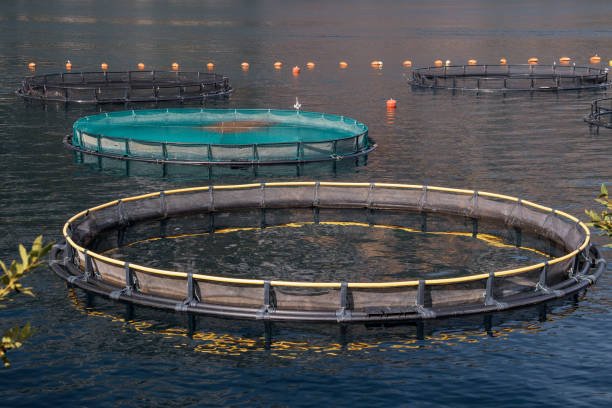 Montenegro, Sep 8, 2016: Floating sea fish hatcheries in the Bay of Kotor. Βιώσιμη Υδατοκαλλιέργεια: Αρχές για Αειφόρα Θαλάσσια Οικοσυστήματα