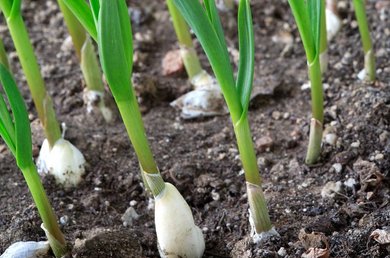 Información sobre las plantas de ajo y selección de variedades