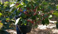 La cosecha del cafeto – recolectar las cerezas del café