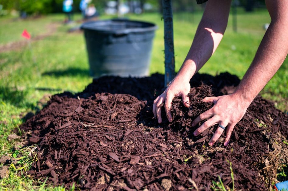 La Importancia Del Mantillo En La Producci N De Hortalizas Wikifarmer