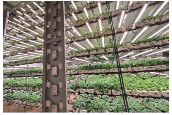 Optimizing Lighting and Environmental Conditions for Indoor Baby Kale ...