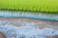 Salinisation des sols et comment les agriculteurs peuvent la surmonter