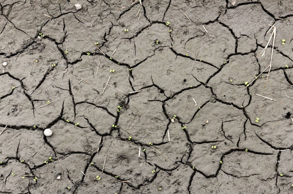 What is Soil Compaction and How to Reverse it?