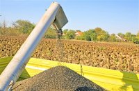 Урожайность, сбор и хранение подсолнечника