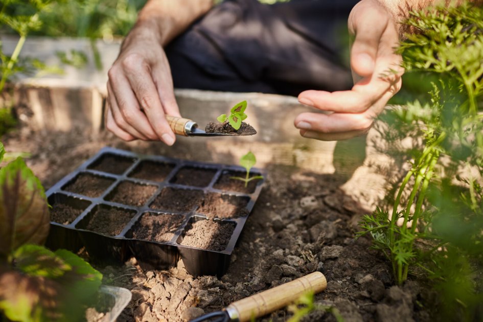 Crear Un Huerto De Permacultura Paso A Paso Wikifarmer