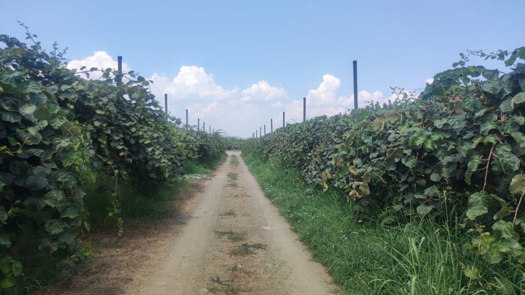 Información y variedades de la planta del kiwi