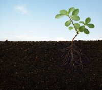 La fijación de nitrógeno: definición, proceso y su importancia para la  agricultura