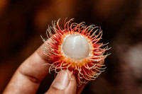 Rambutan: utilizzo, benefici per la salute e valori nutrizionali