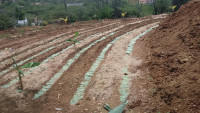 Μπορεί η Συντροπική Αγροδασοπονία να αναγεννήσει ερήμους;
