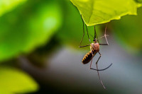 Las mejores plantas antimosquitos para el jardín