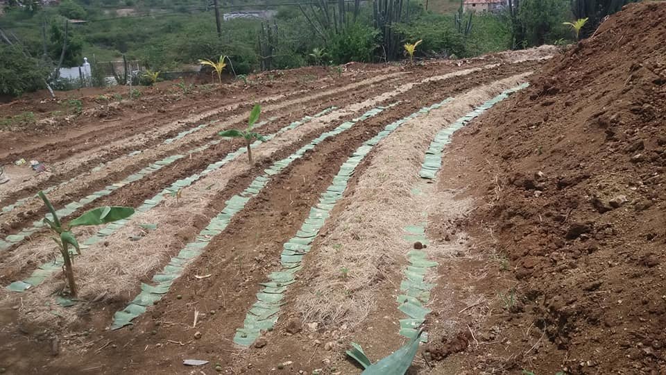 Revivir los desiertos con la agrosilvicultura sintrópica