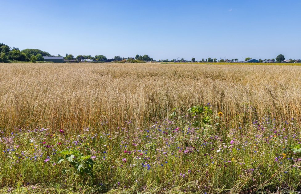 Insects in sustainable agriculture | Wikifarmer