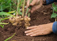 How to plant ginger in your backyard