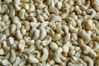 Facts about Cashew nuts