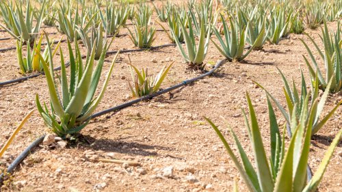 Aloe Water Requirements and Irrigation Systems | Wikifarmer