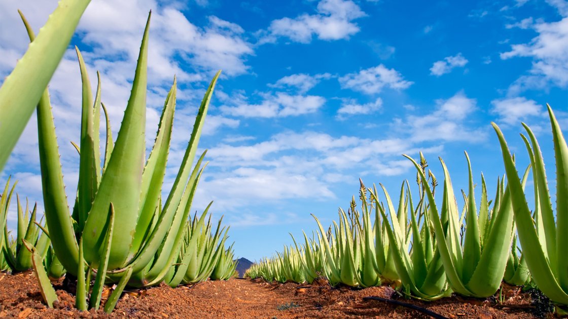Aloe Yield, Harvest, Storage, and Post-Harvest Processing | Wikifarmer